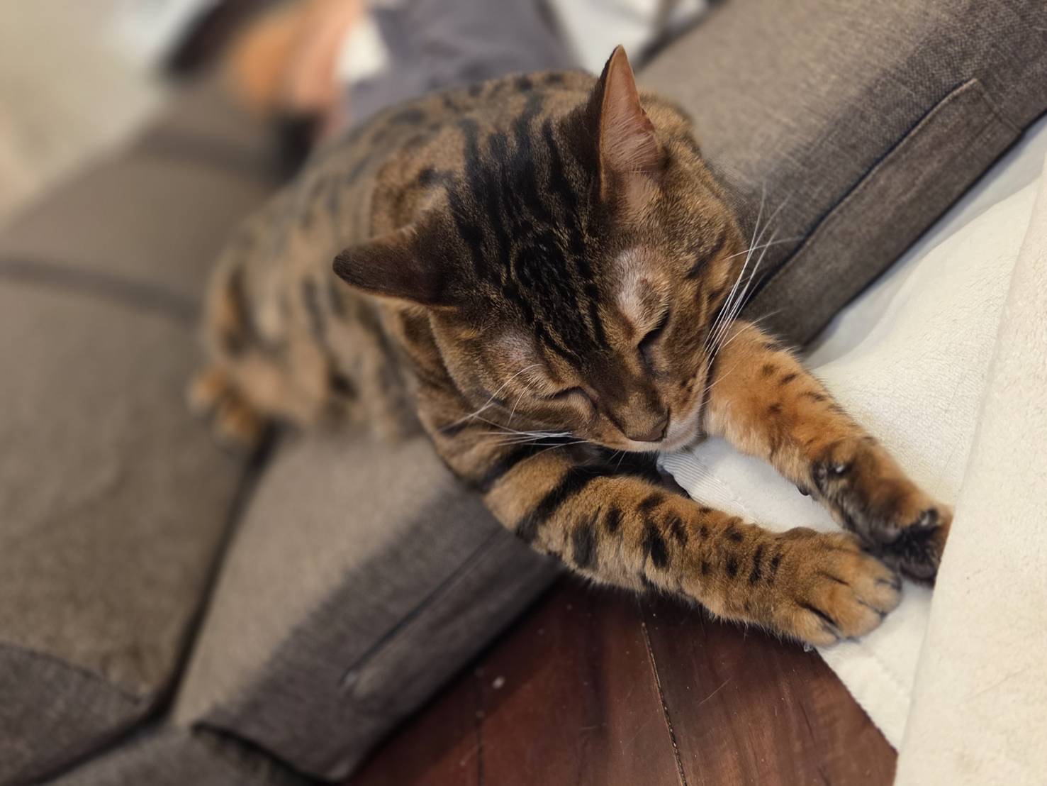 ソファの端に前足を伸ばしてくつろいでいるベンガル猫かのんの全身寄りの写真