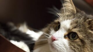 寝そべるノルウェージャンフォレストキャット・れおんの横顔のクローズアップ。ピンクの鼻と白い胸元の毛並みが見える。