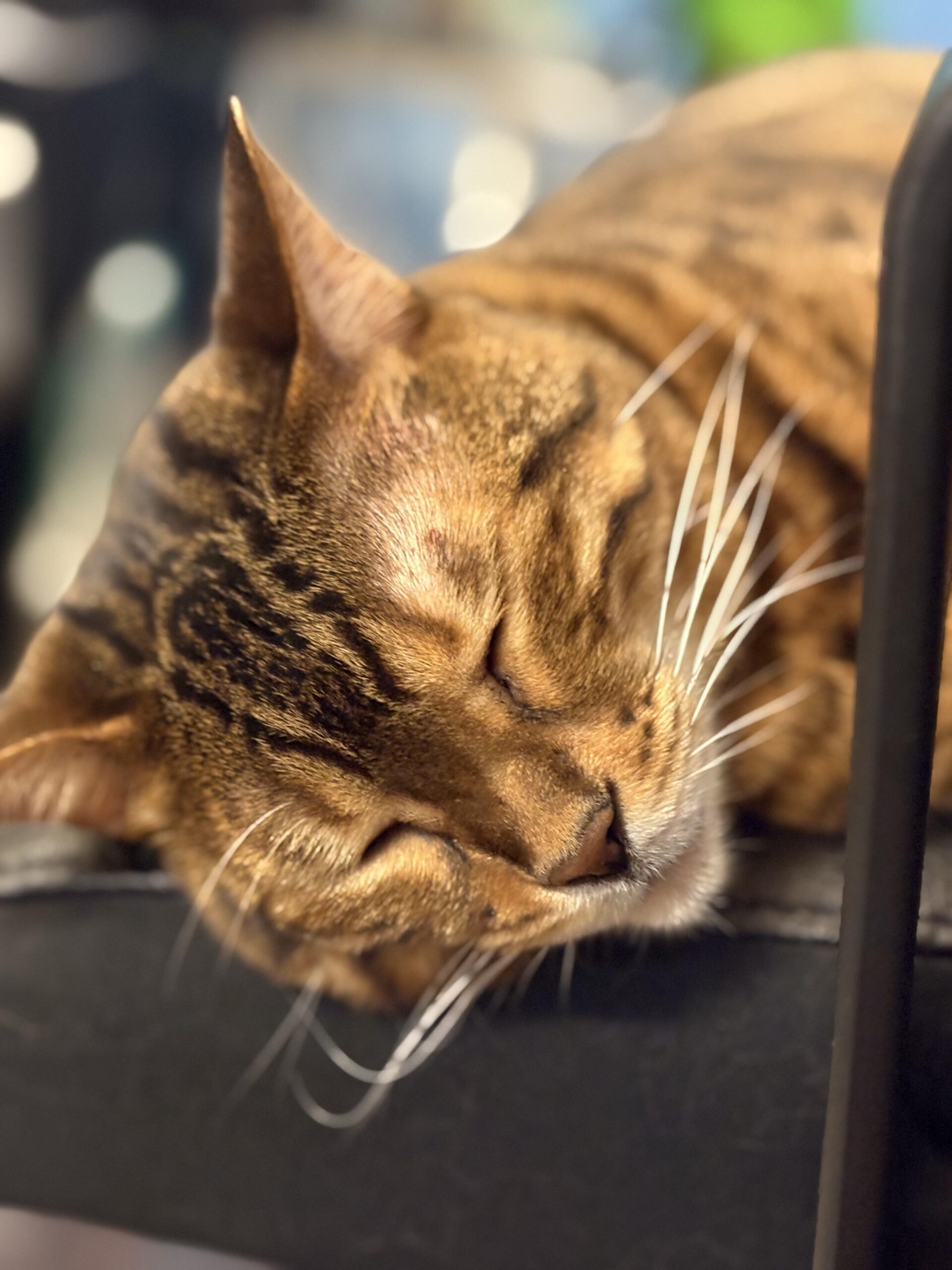 ベンガルのかのんが目を閉じて眠っている横顔のクローズアップ。模様の入った茶色の毛と白いヒゲが見える。