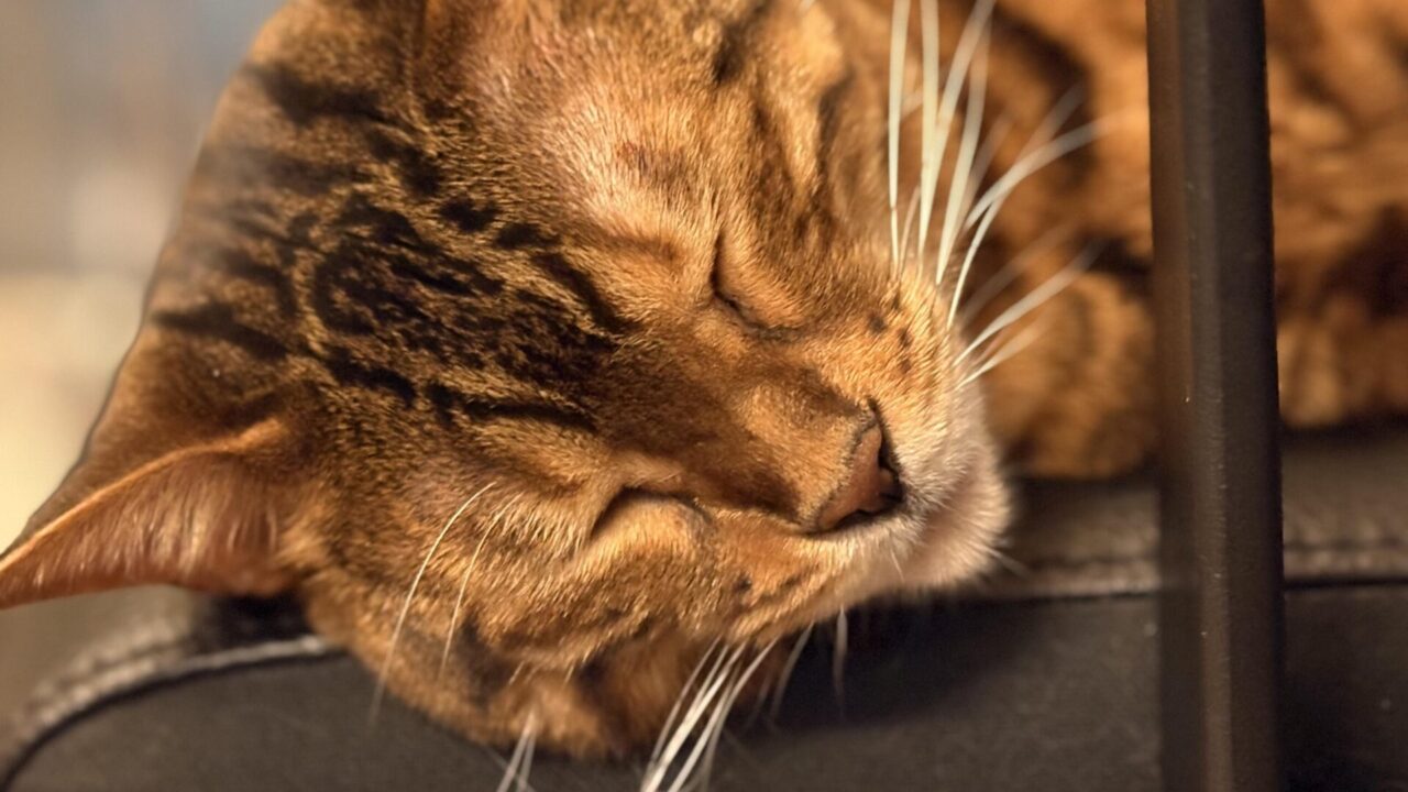 椅子の端にあごを乗せて目を閉じて眠る茶色のベンガル猫かのんのクローズアップ
