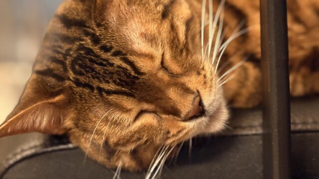 椅子の端にあごを乗せて目を閉じて眠る茶色のベンガル猫かのんのクローズアップ