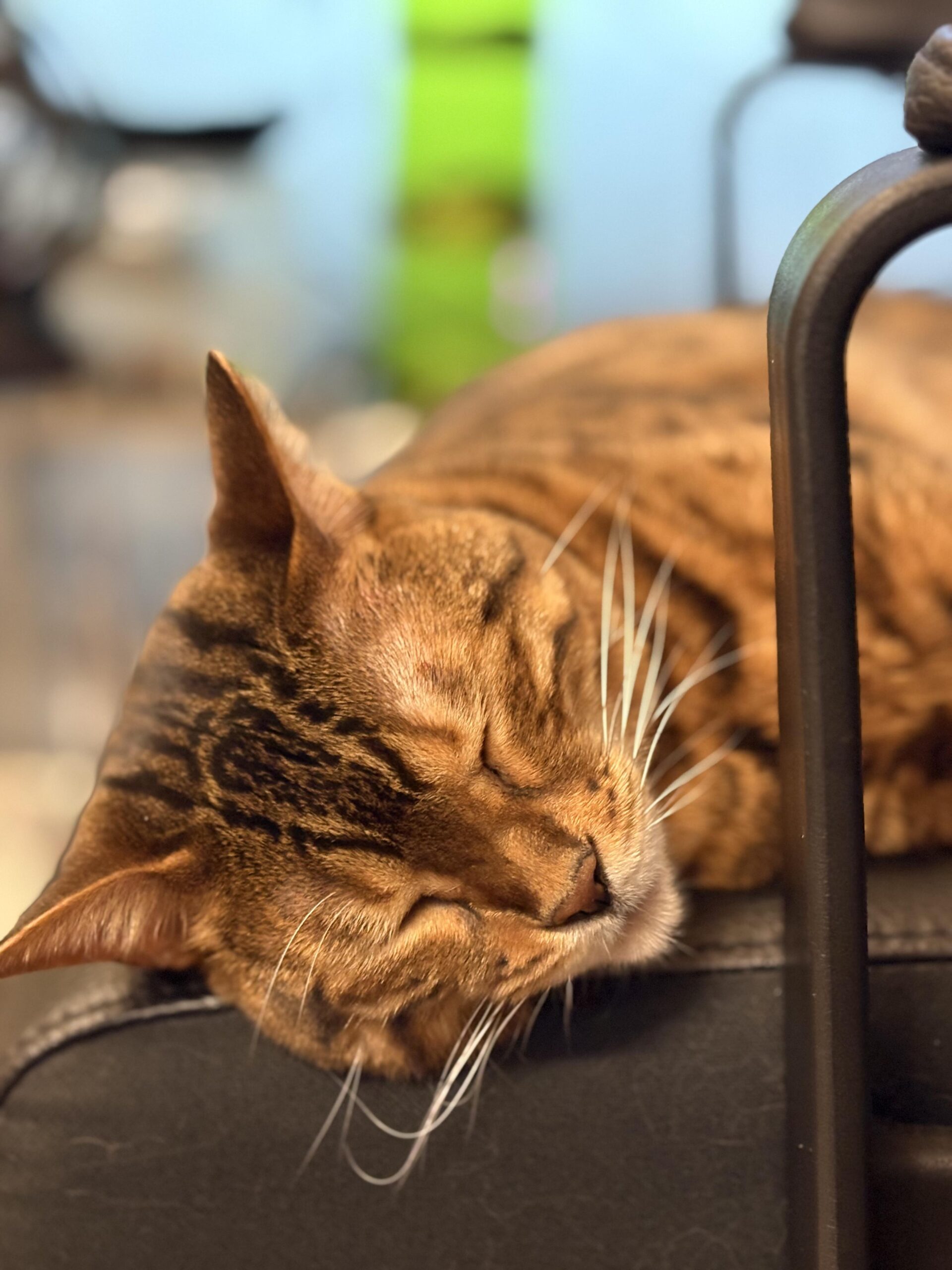 椅子の端にあごを乗せて目を閉じて眠る茶色のベンガル猫かのんのクローズアップ