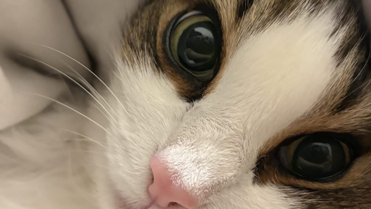 布に包まれてこちらを見ているノルウェージャンフォレストキャットれおんの鼻と片目のクローズアップ写真