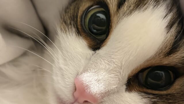 布に包まれてこちらを見ているノルウェージャンフォレストキャットれおんの鼻と片目のクローズアップ写真