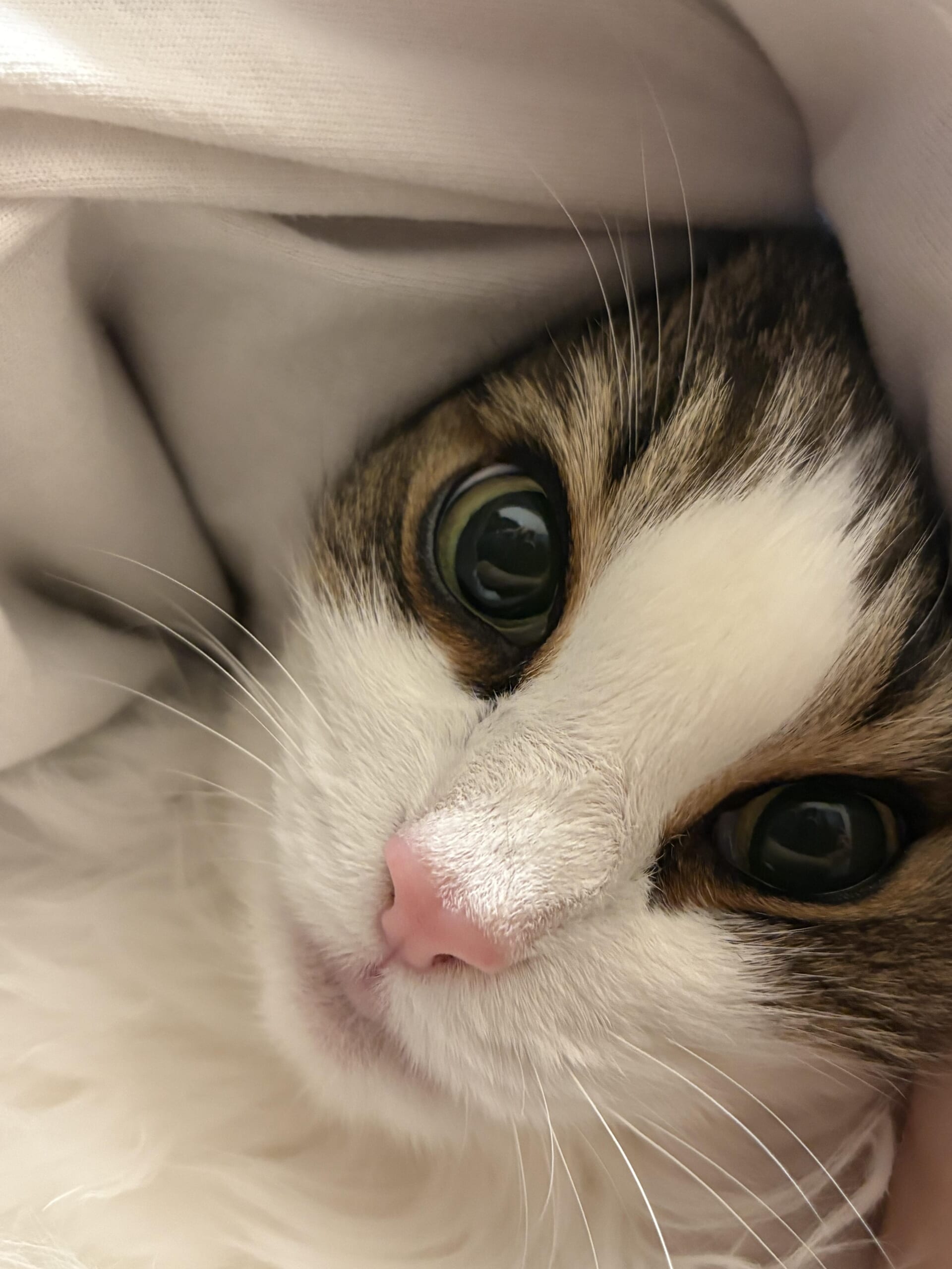 布に包まれてこちらを見ているノルウェージャンフォレストキャットれおんの鼻と片目のクローズアップ写真