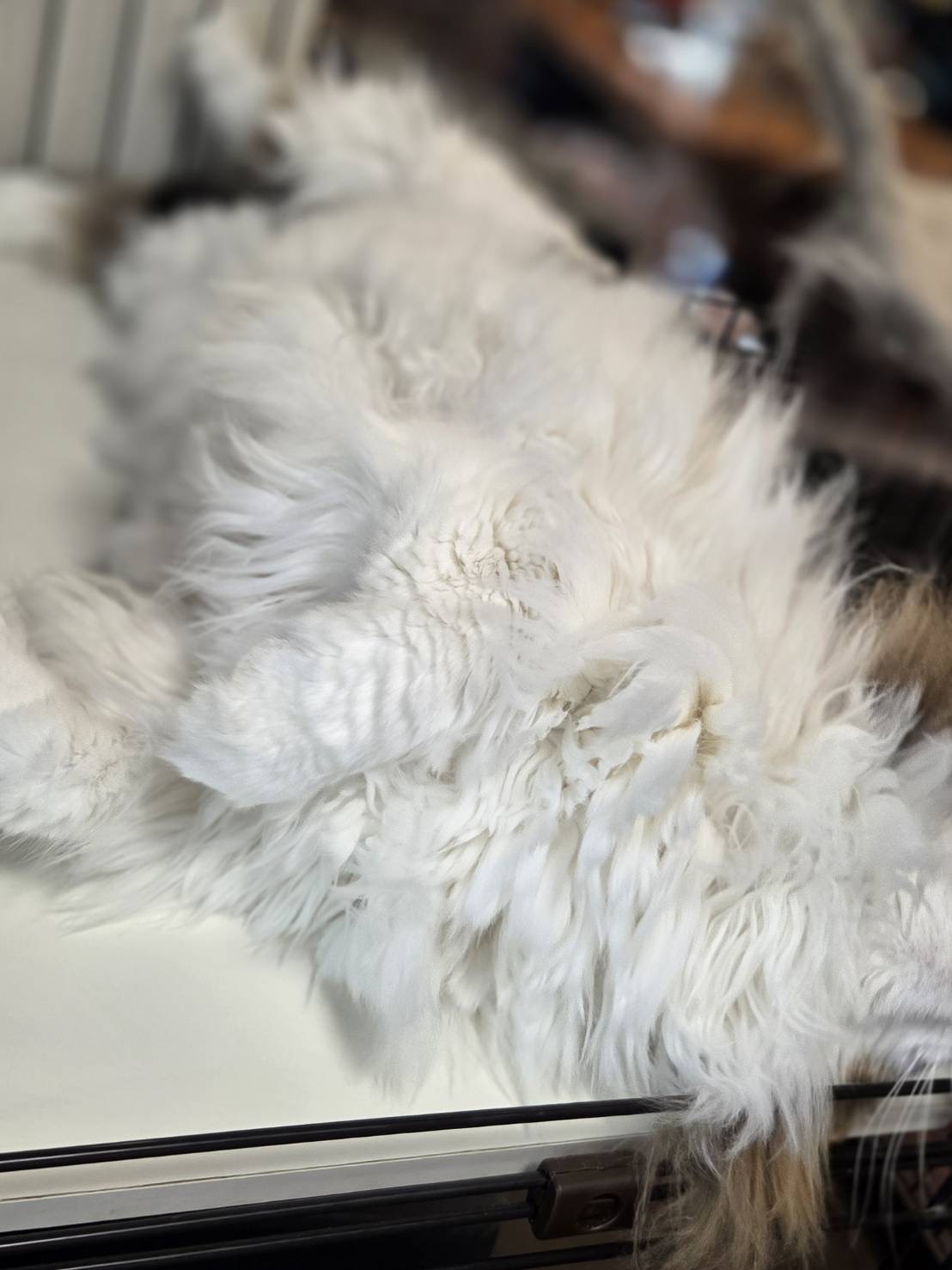 横たわって伸びたノルウェージャンフォレストキャットれおんの白い腹のふわふわした毛並みを写した写真