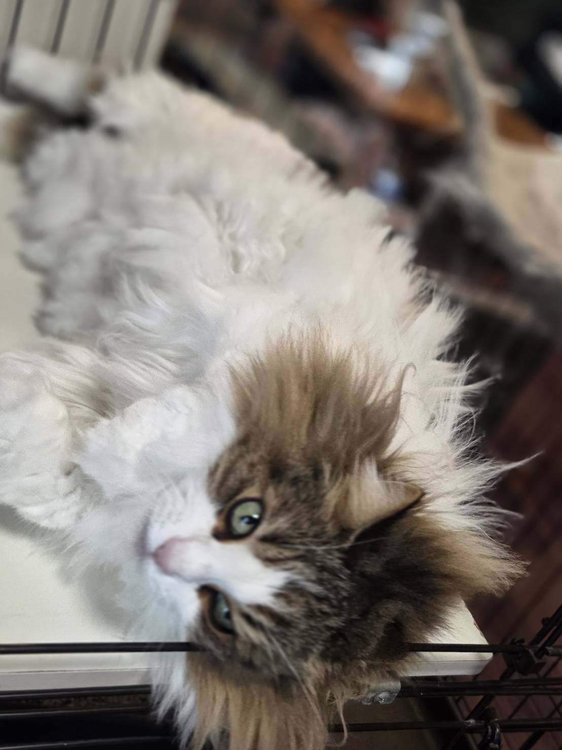 ケージのふちに頭を乗せて横たわるノルウェージャンフォレストキャットれおんの全身写真