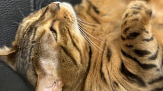 黒いソファに横たわり半目でくつろぐ茶色のベンガル猫「かのん」の顔のアップ写真