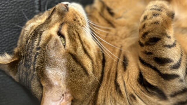 黒いソファに横たわり半目でくつろぐ茶色のベンガル猫「かのん」の顔のアップ写真
