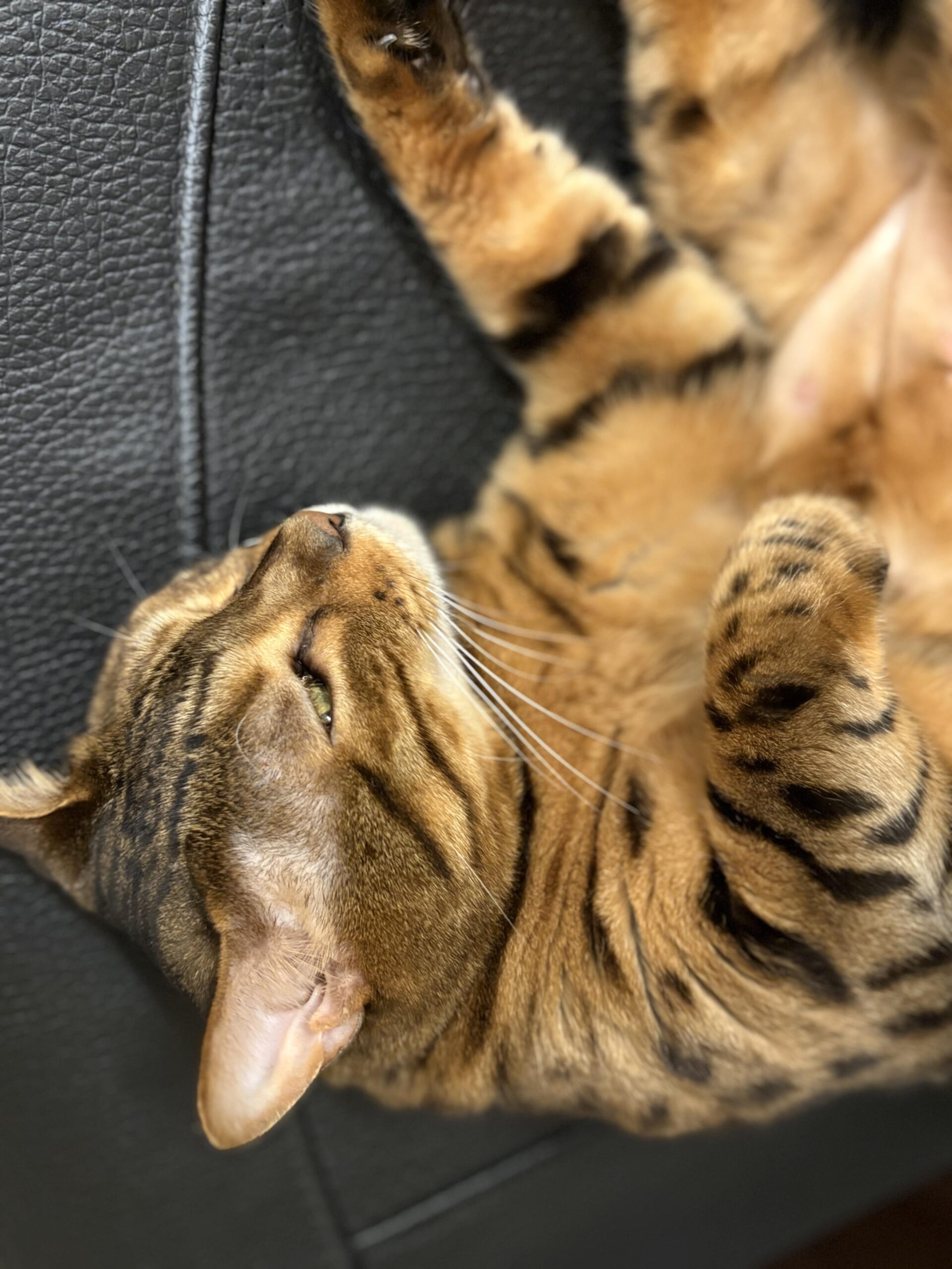 黒いソファに横たわり半目でくつろぐ茶色のベンガル猫「かのん」の顔のアップ写真