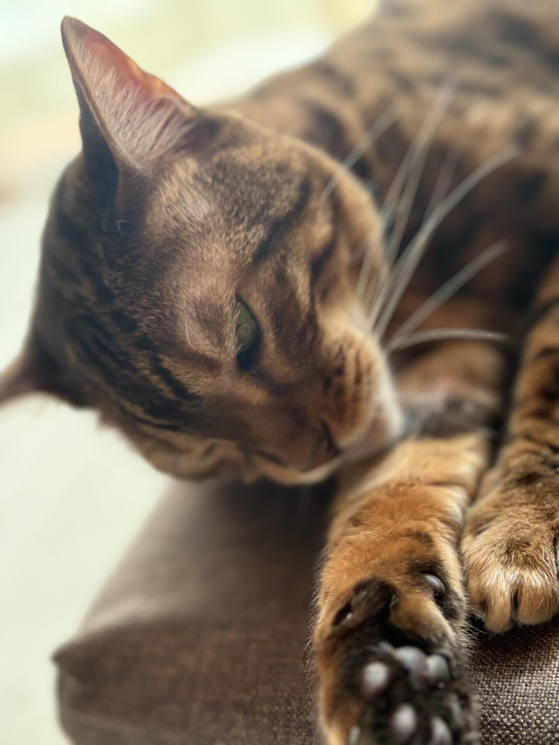柔らかい背景で顔の一部と長いヒゲがぼけた、目を閉じかけているベンガル猫「かのん」のクローズアップ写真