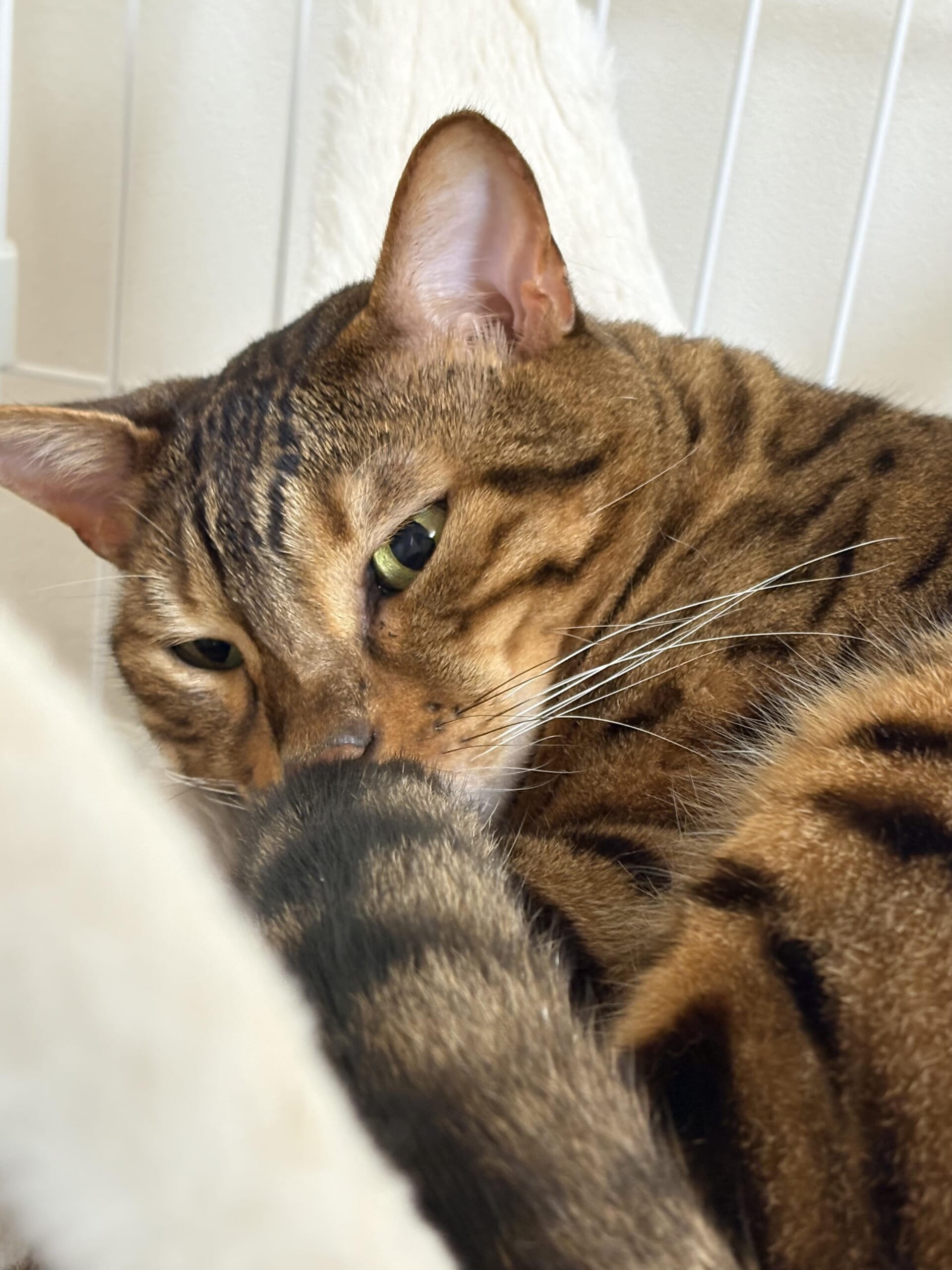 眠りかけの表情のベンガルかのん、顔のアップと鼻先に寄るしっぽが写る写真