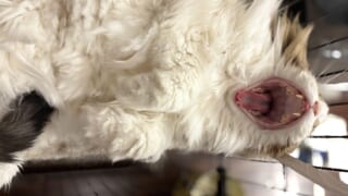 もふもふの胸毛に囲まれて豪快にあくびをしているノルウェージャンフォレストキャットれおんの口元のアップ