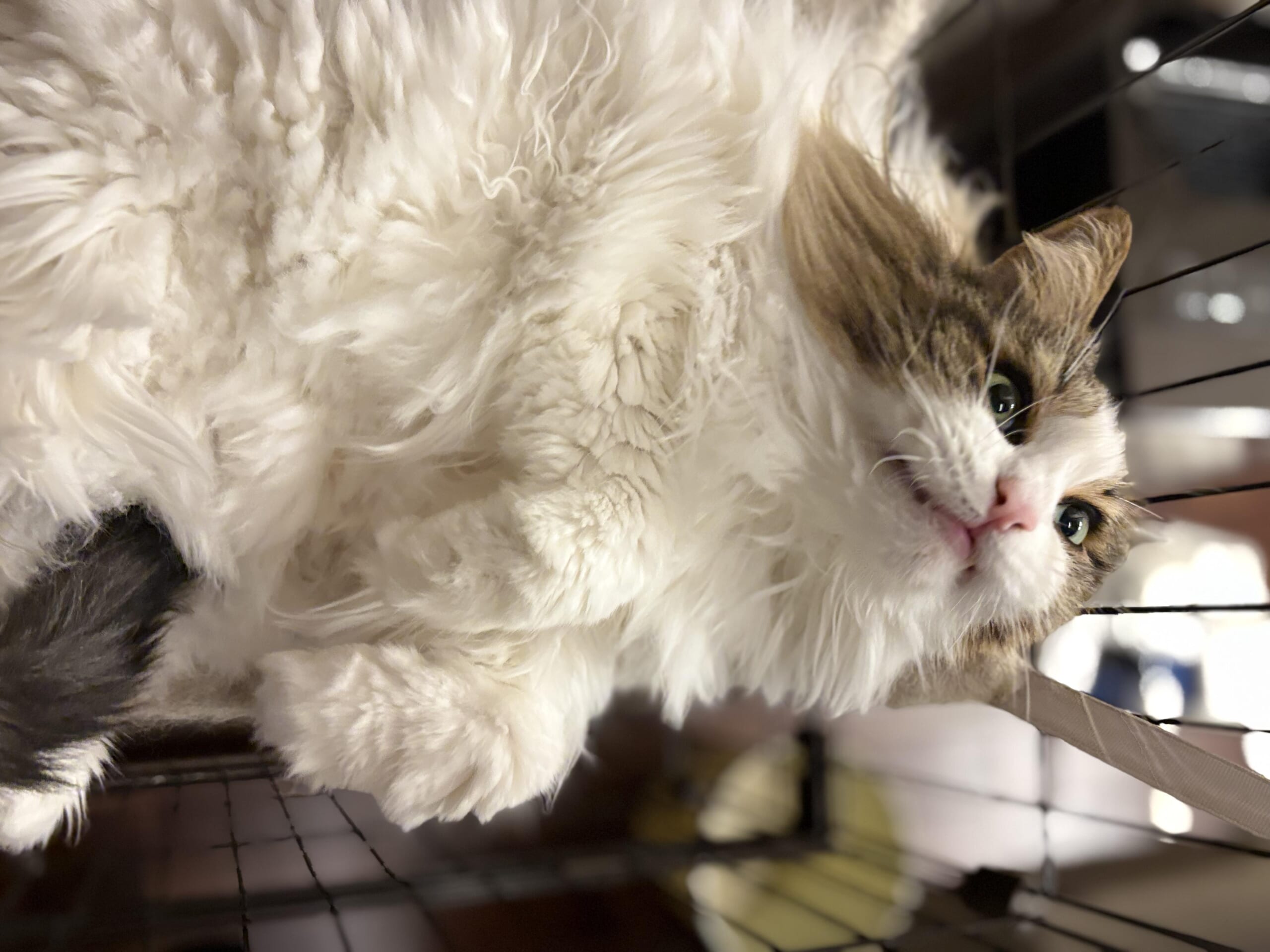 胸から腹にかけてのふわふわした毛と顔の一部が写り、右側にベルト状のものが見えるれおんの写真