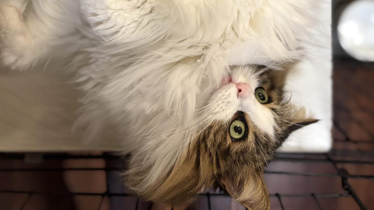 仰向けでふわふわの腹毛を見せるノルウェージャンフォレストキャットのれおんの写真、顔が画面端に覗いている