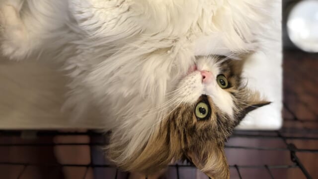 仰向けでふわふわの腹毛を見せるノルウェージャンフォレストキャットのれおんの写真、顔が画面端に覗いている