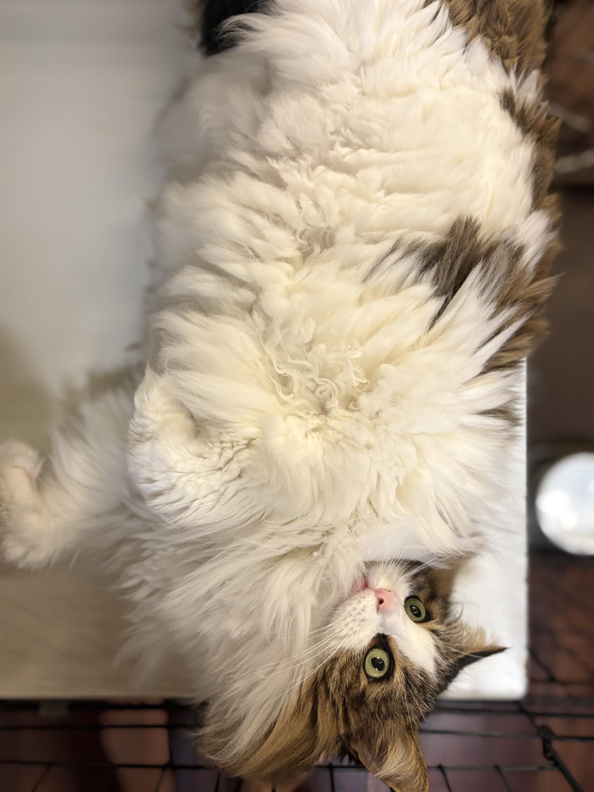 仰向けでふわふわの腹毛を見せるノルウェージャンフォレストキャットのれおんの写真、顔が画面端に覗いている