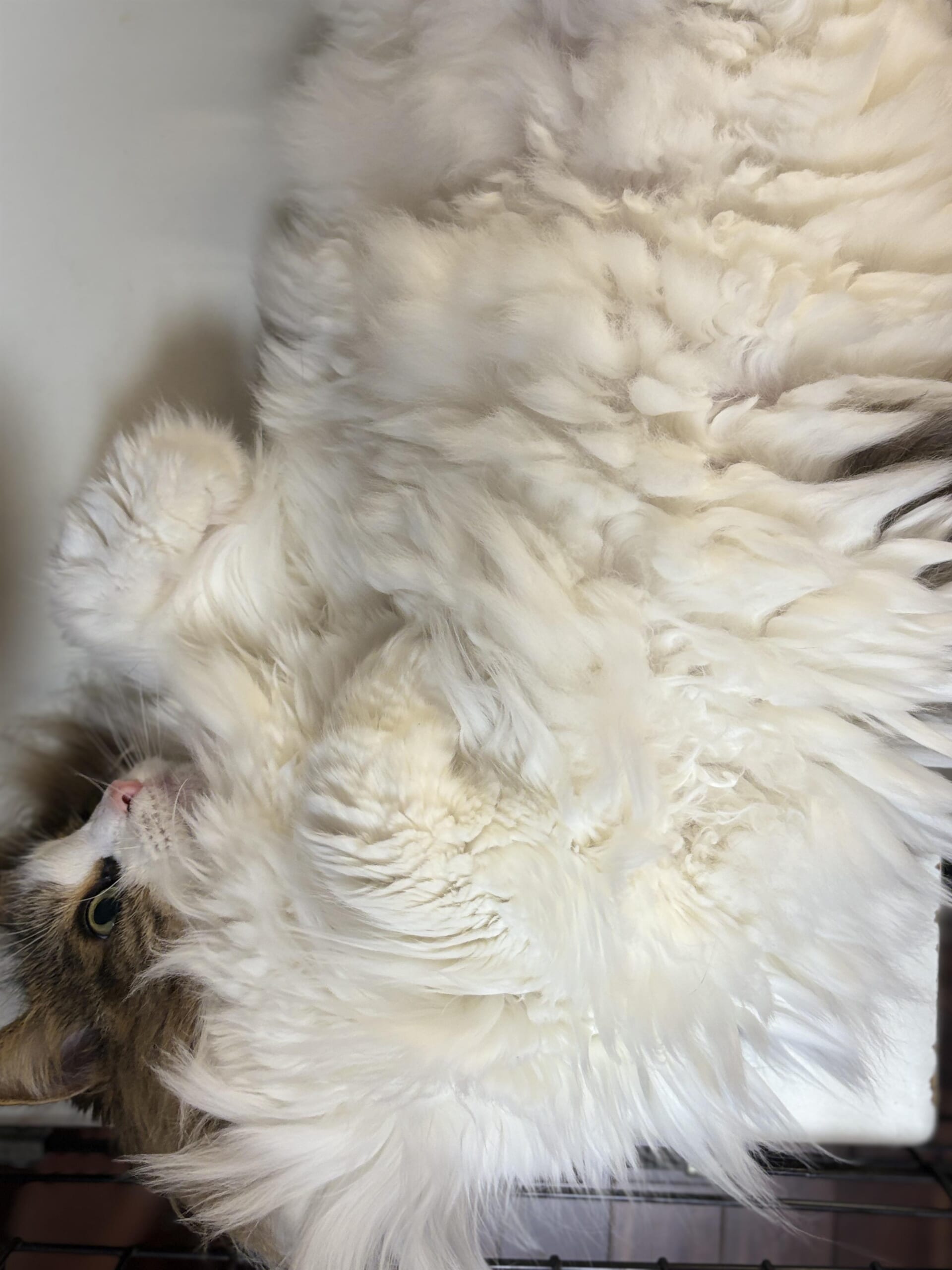 うねるような白い腹毛ともふっと丸まった前足が見えるノルウェージャンフォレストキャットれおんのクローズアップ
