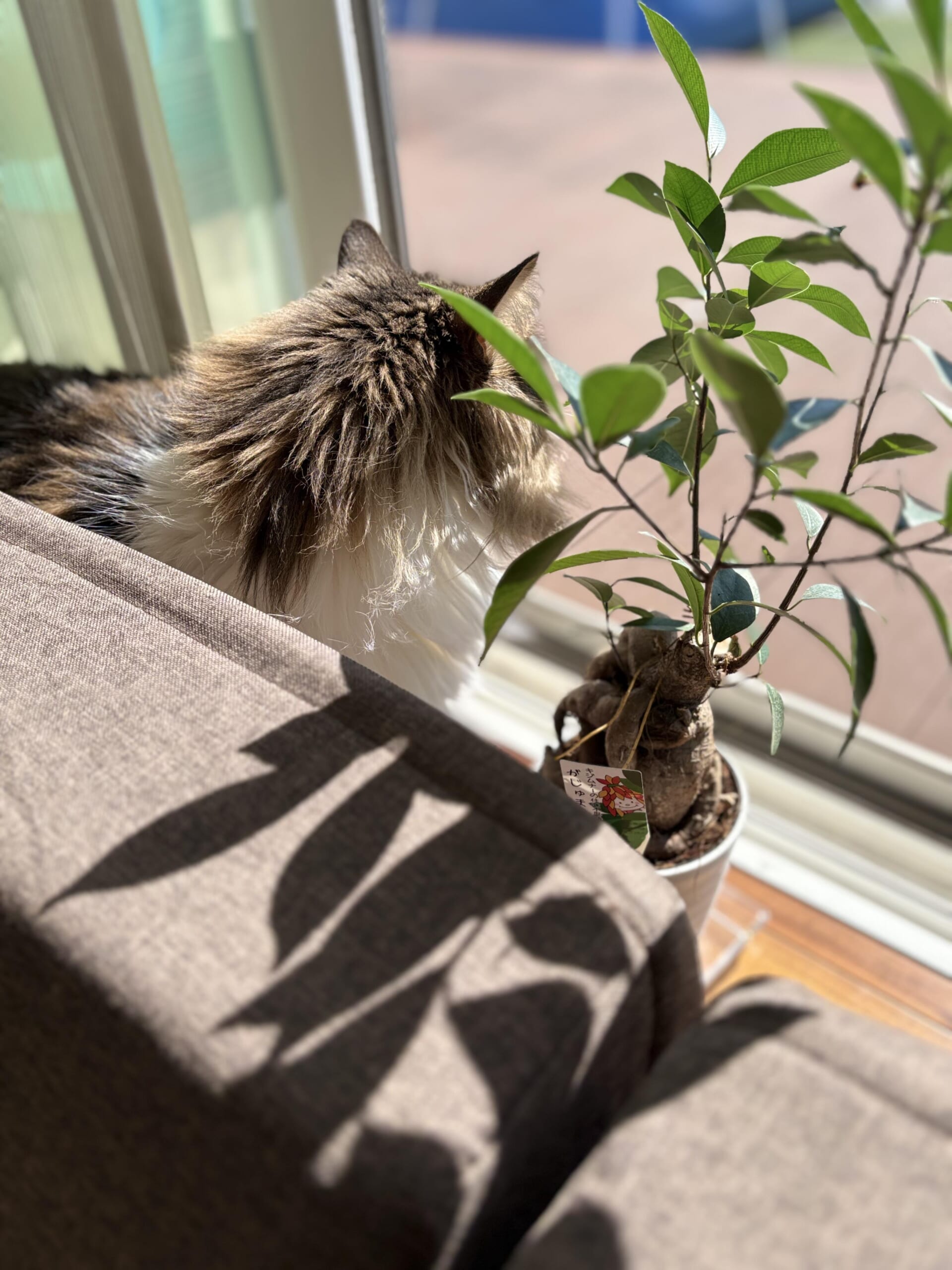 窓の外を見つめるノルウェージャンフォレストキャットれおんの後ろ姿と手前にある観葉植物の葉