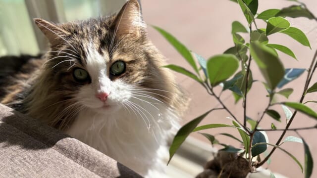 窓辺でカメラ目線のノルウェージャンフォレストキャットれおんの顔のクローズアップ、隣に観葉植物と葉の影が見える