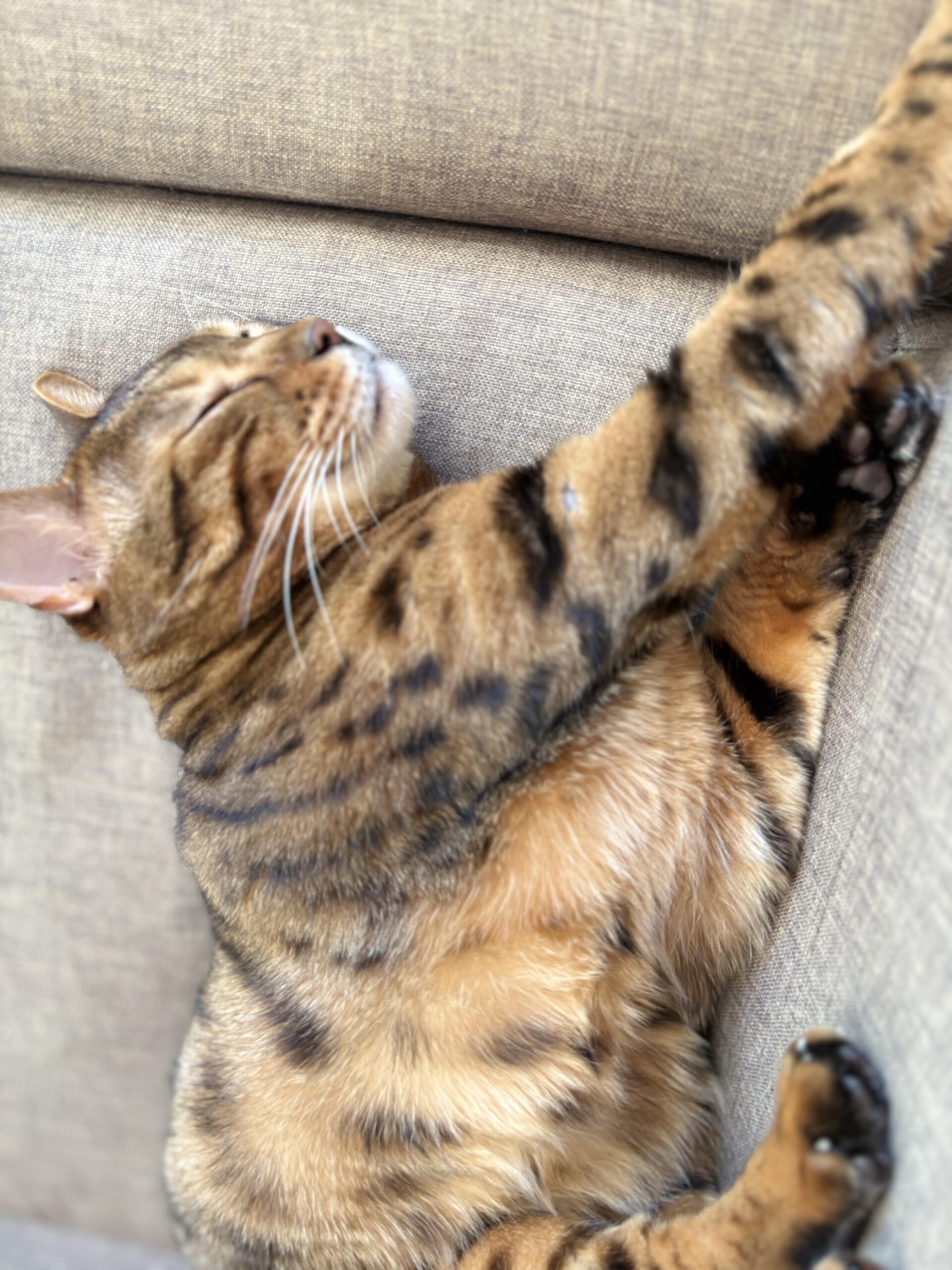 ソファで前脚を伸ばして眠るベンガルのかのんの横顔と伸びた前脚の全体像