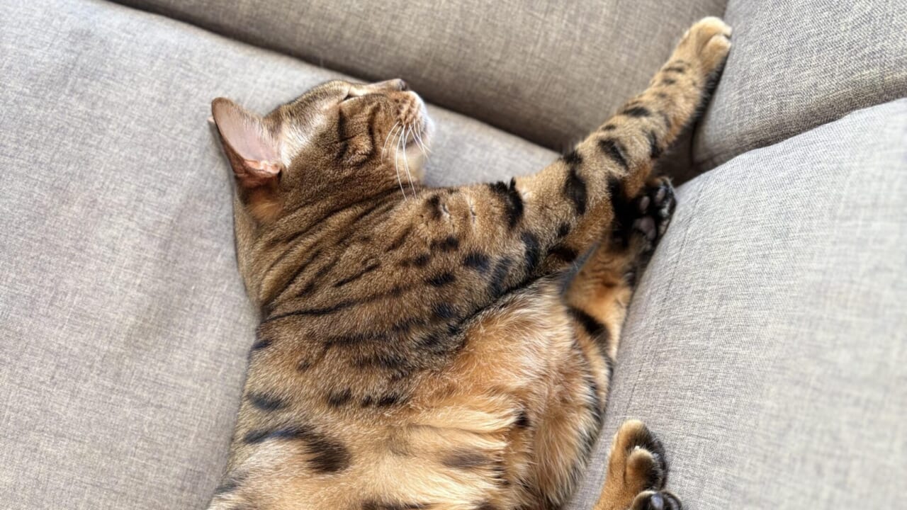 グレーのソファに横たわり前脚を伸ばして眠るベンガル猫かのんの全身側面写真
