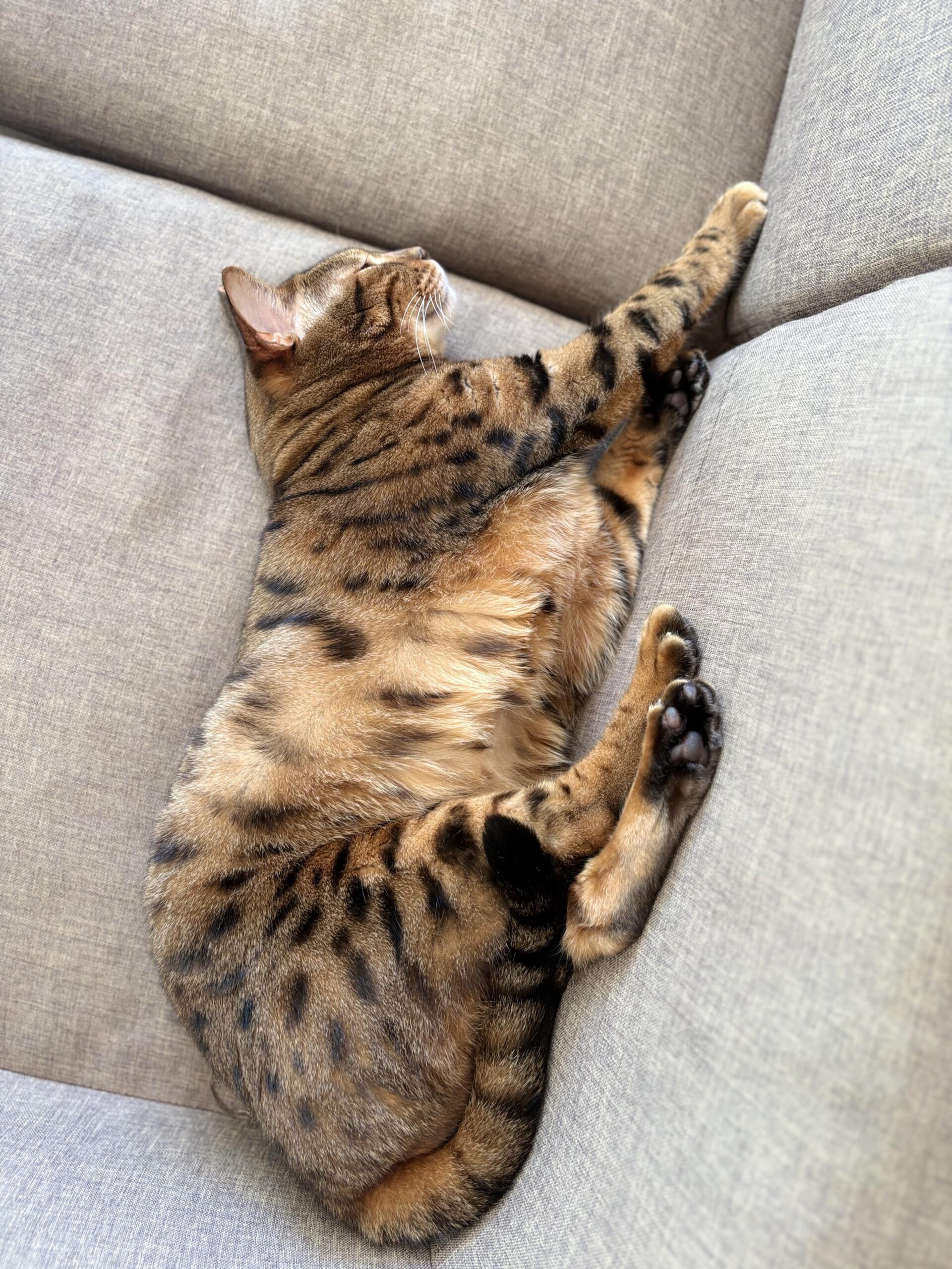 グレーのソファに横たわり前脚を伸ばして眠るベンガル猫かのんの全身側面写真