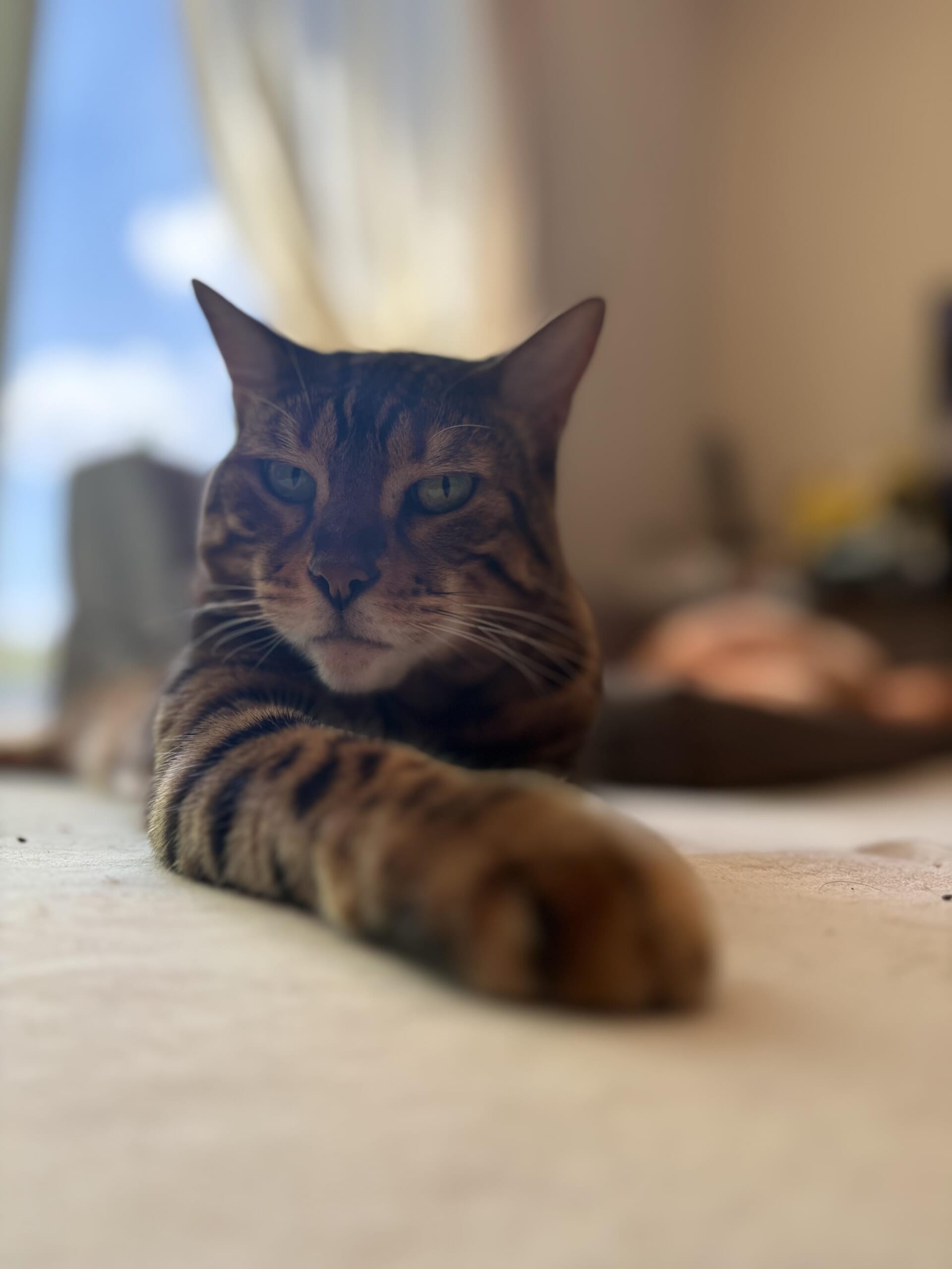 近接で撮影されたベンガル猫かのんの顔と伸びた前脚、背景がぼけている写真
