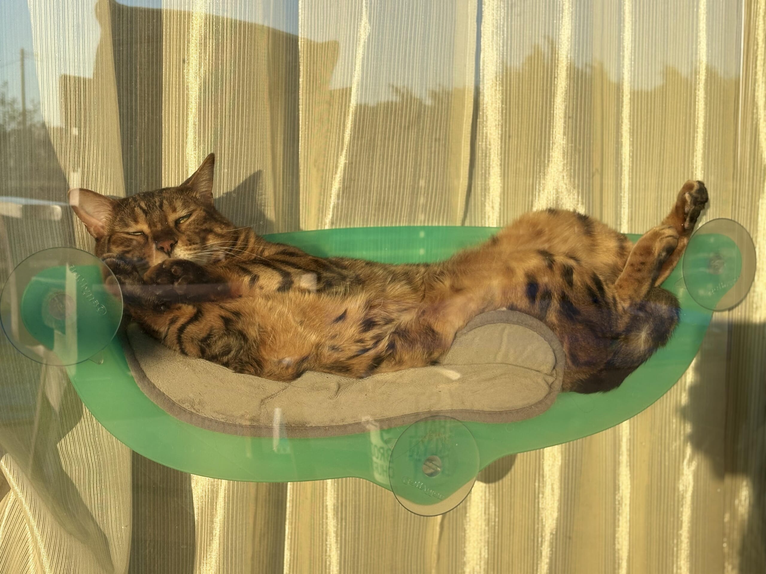 窓際の緑色ハンモックに仰向けでくつろぎ足を伸ばすベンガル猫かのんの全身写真、背景にカーテン