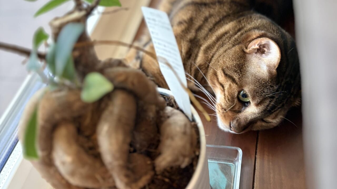 窓際の鉢植えの手前で、木目の窓枠に沿って横たわるベンガル猫かのんの顔の一部が見える写真