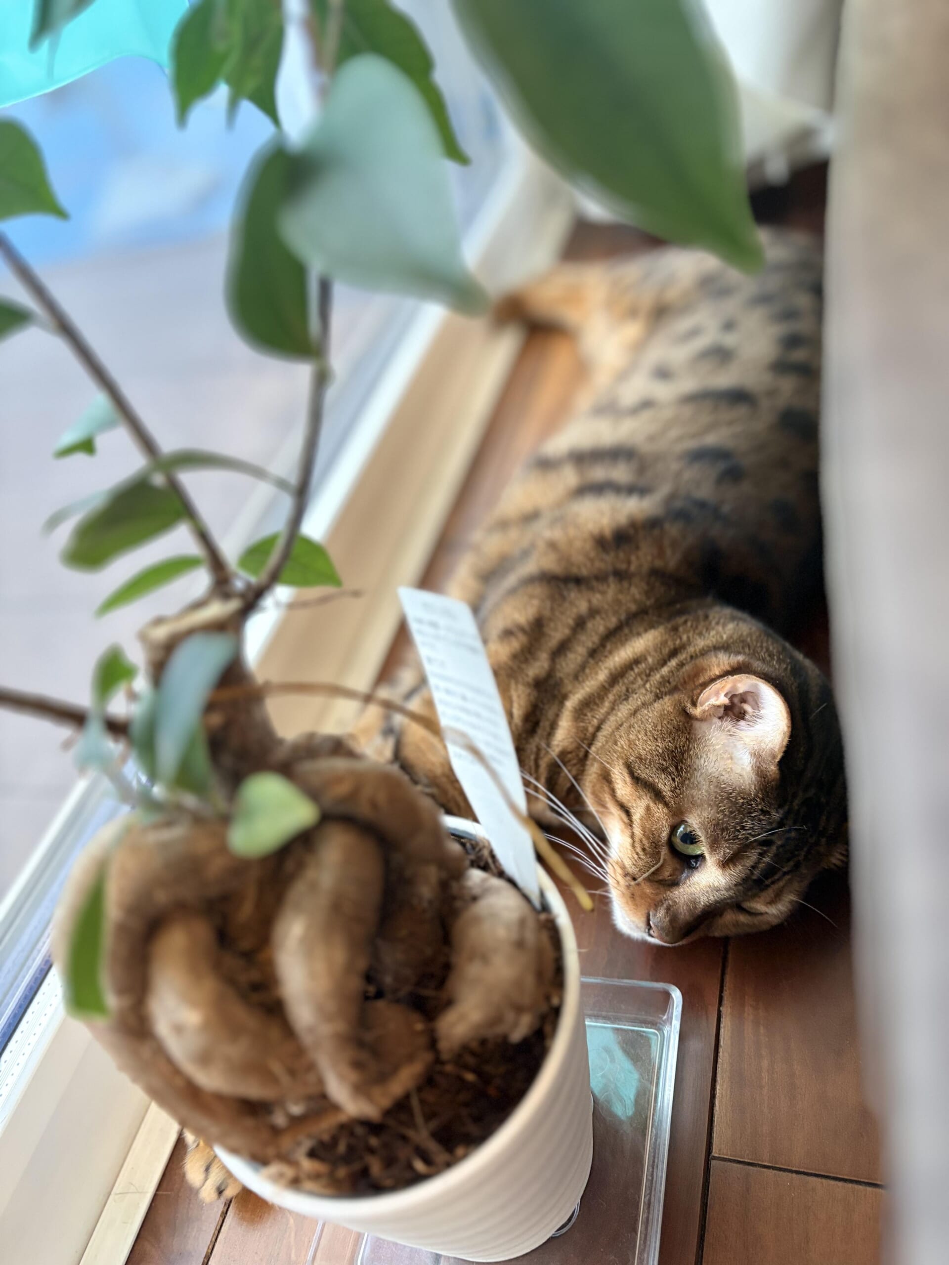 窓際の鉢植えの手前で、木目の窓枠に沿って横たわるベンガル猫かのんの顔の一部が見える写真