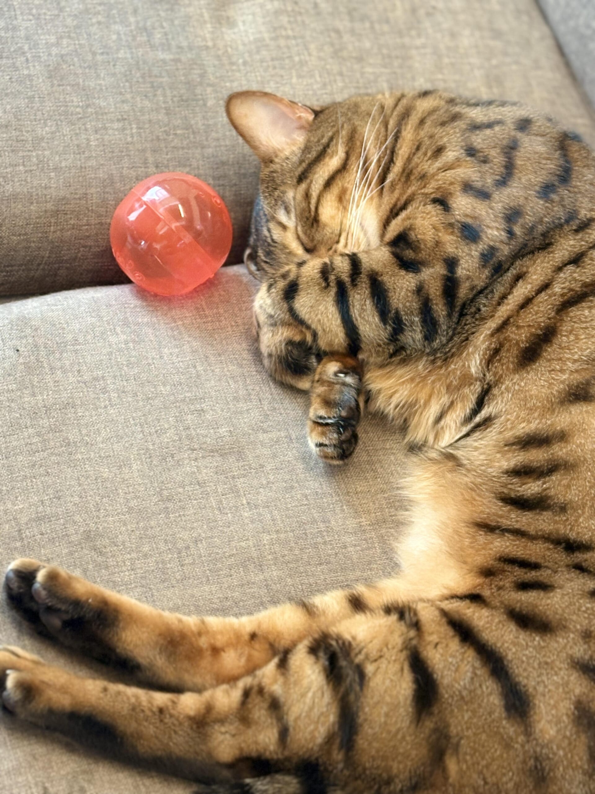 前脚で顔を覆って丸くなり、そばに赤いボールがある状態で眠るベンガル猫かのんの写真