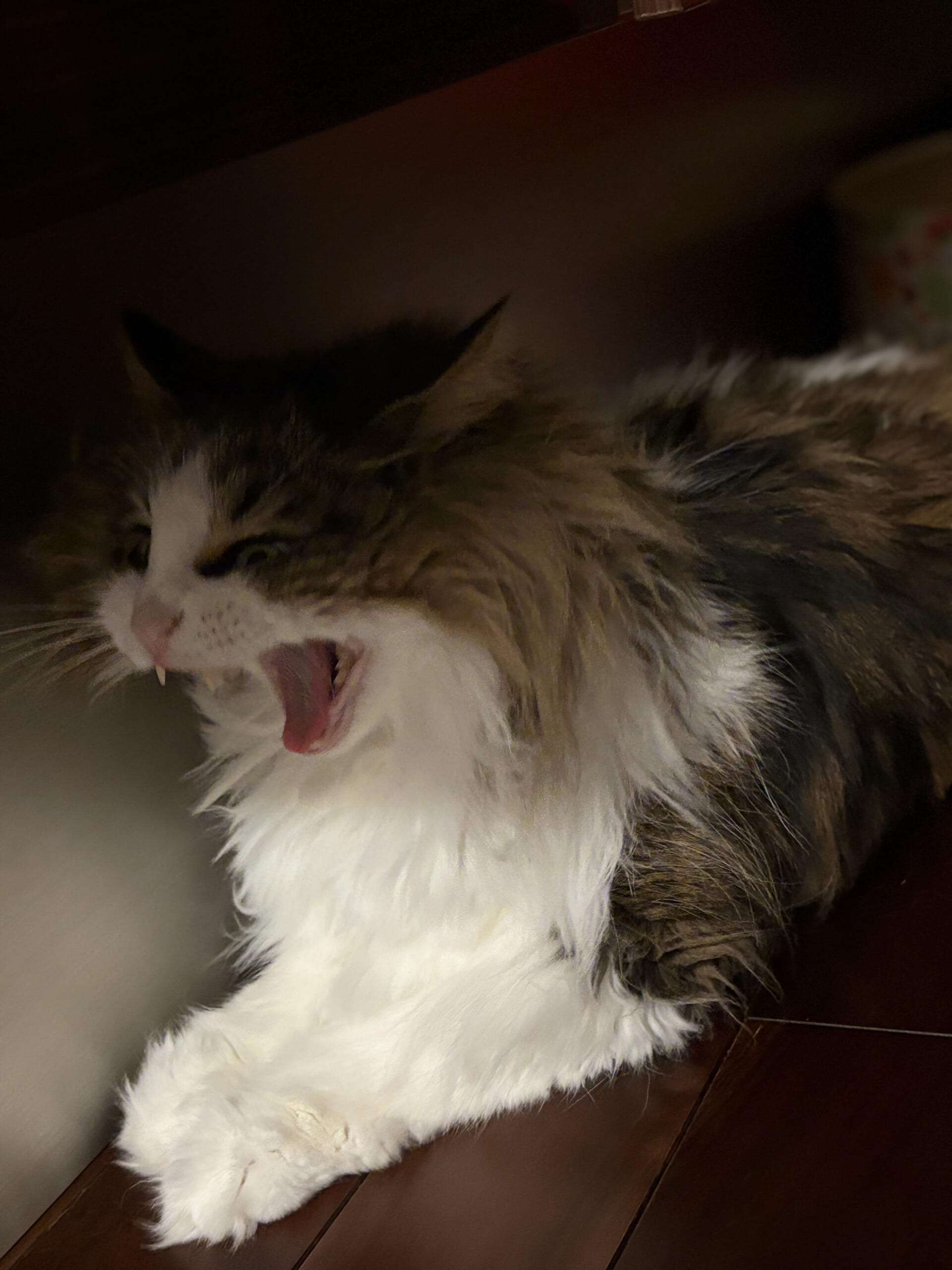 ふわふわの胸毛が目立つノルウェージャンフォレストキャットれおんの上半身が写った写真