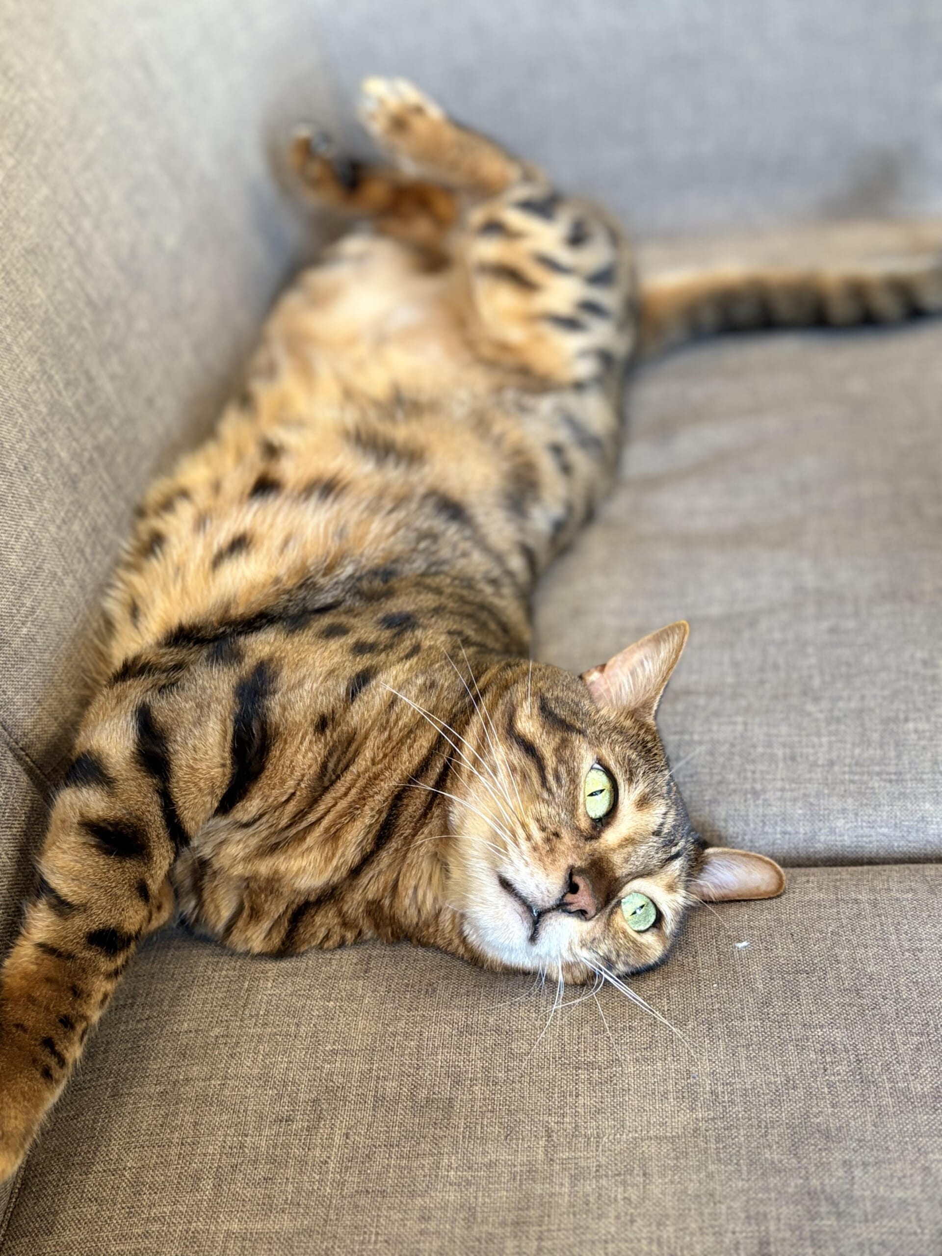 口を大きく開けてあくびするノルウェージャンフォレストキャットれおんの顔のアップ、歯と舌が見える瞬間の写真