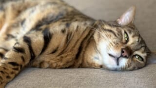 グレーのソファに横たわるベンガルのかのんの顔のクローズアップ、半開きの緑の目と鼻先が見える写真