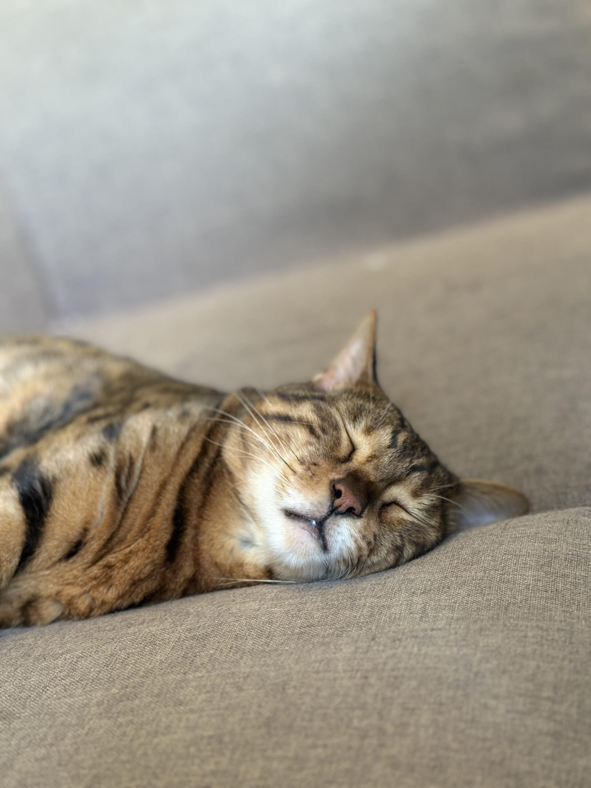ソファで目を閉じて眠るベンガルのかのんの顔のクローズアップ写真、口元と頬の模様が見える